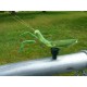 Cache "Magnetic insect" - Praying mantis