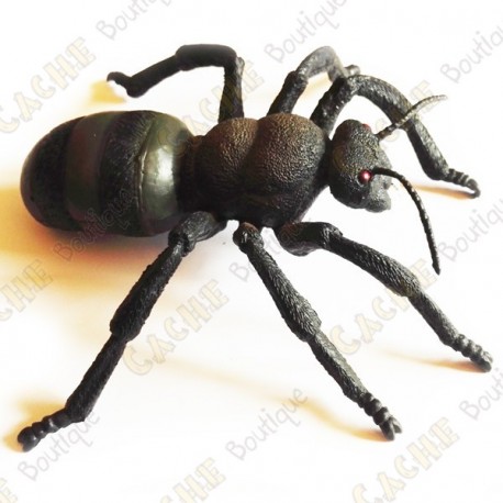 Cache "insect" - Large ant