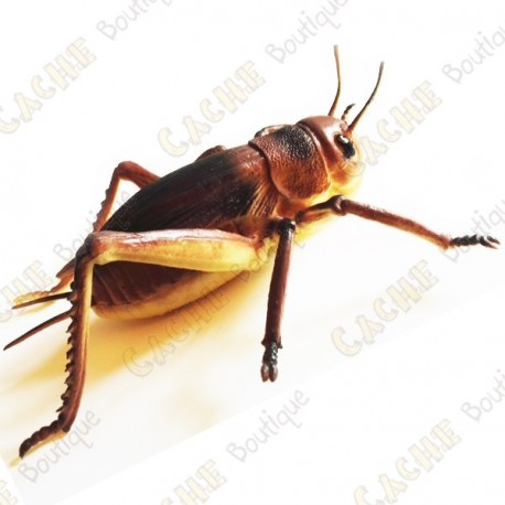 Cache "insect" - Large cricket