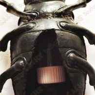 Cache "Bestiole" - Gros scarabée