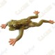Cache "insect" - Medium Toad