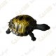 Cache "Bestiole" - Tortue