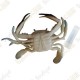 Cache "Bestiole" - Crabe bleu